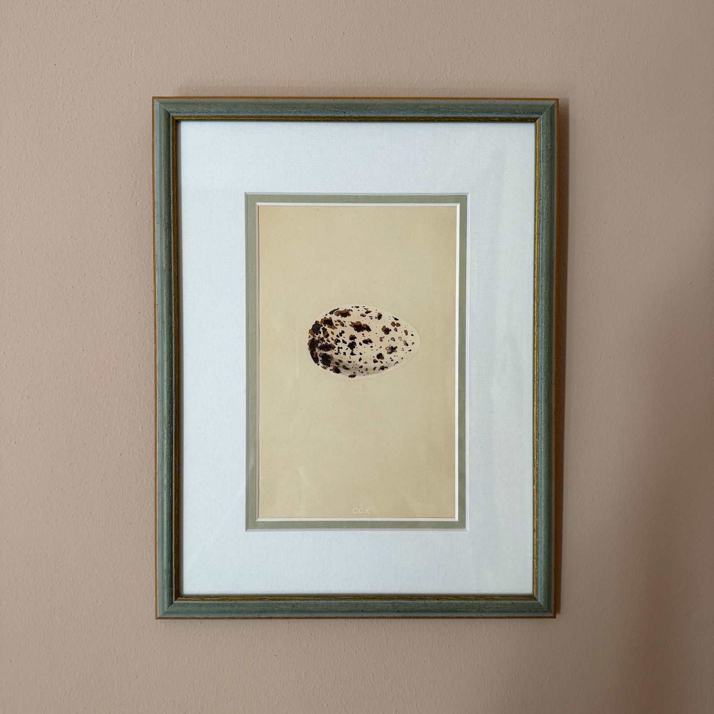 Bird Egg Engravings (set of four)