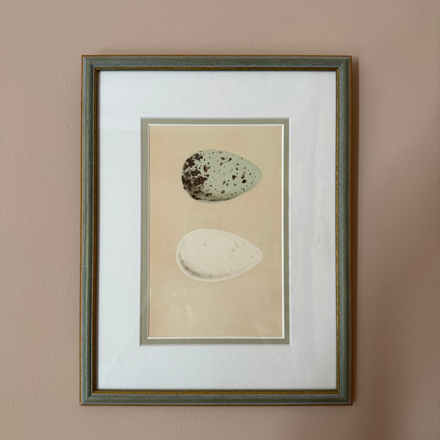 Bird Egg Engravings (set of four)