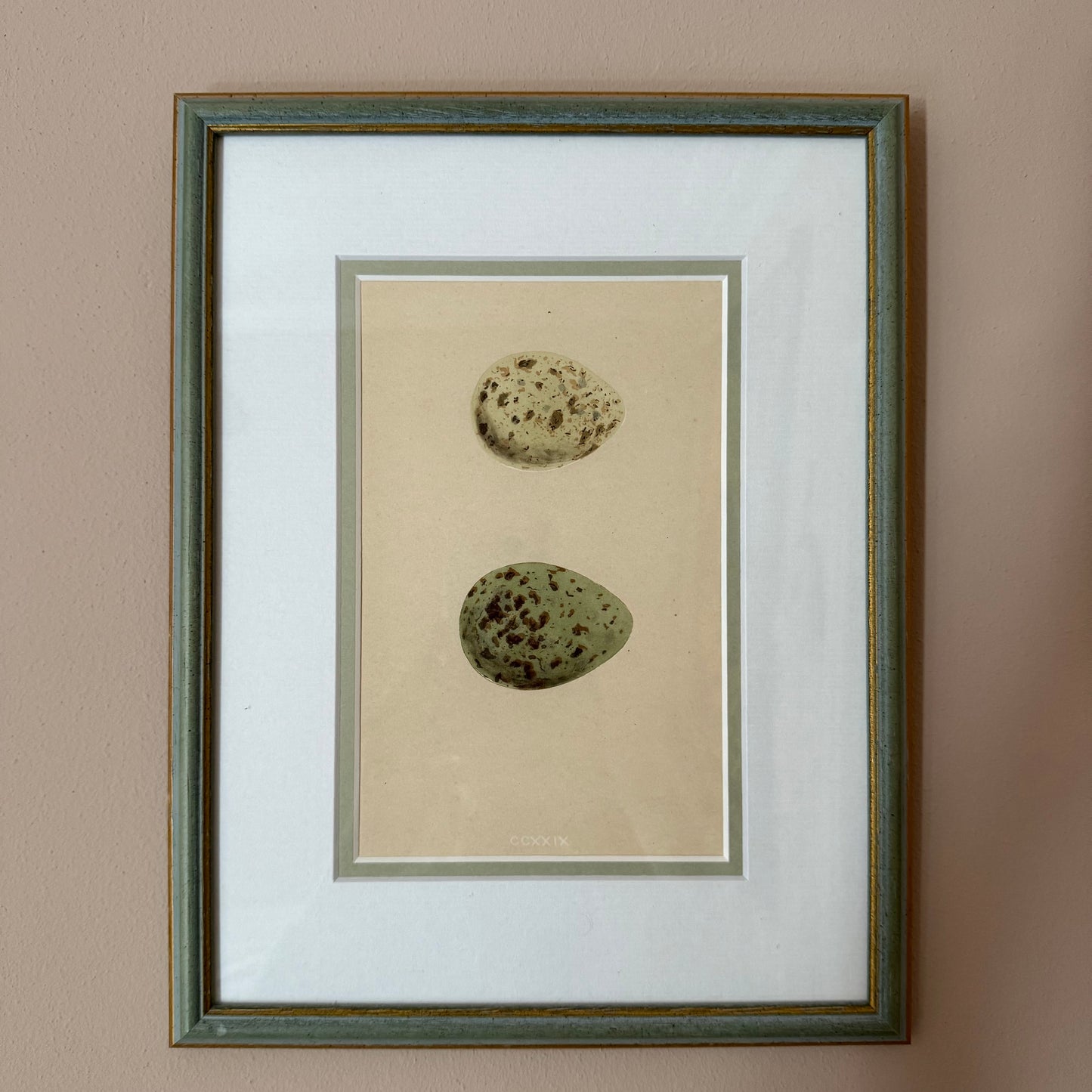 Bird Egg Engravings (set of four)