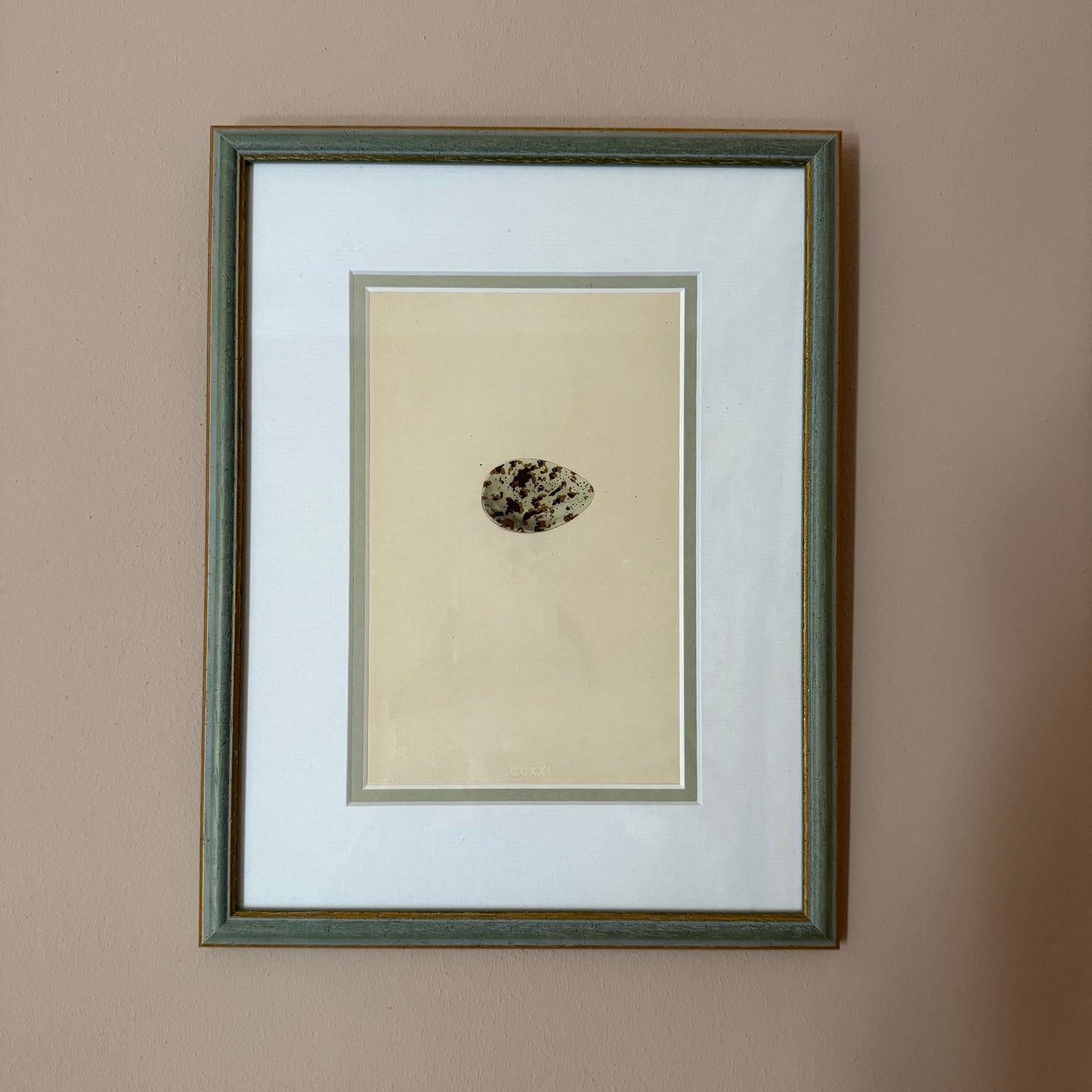Bird Egg Engravings (set of four)