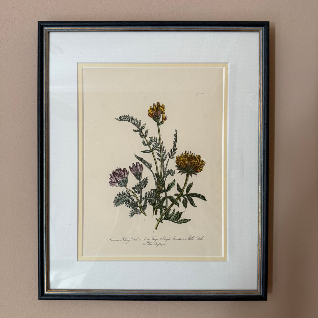 Pair of Wildflower Illustrations