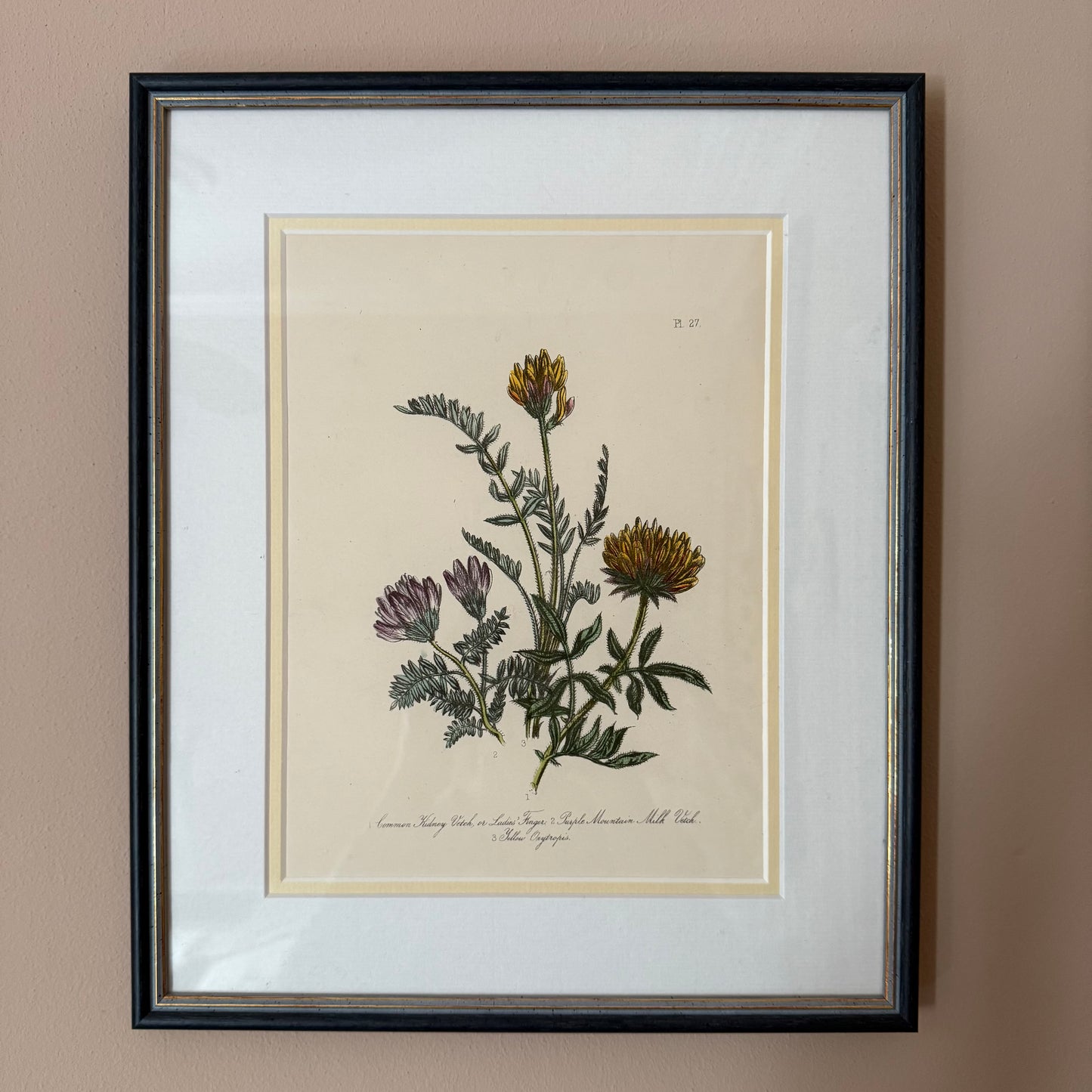 Pair of Wildflower Illustrations