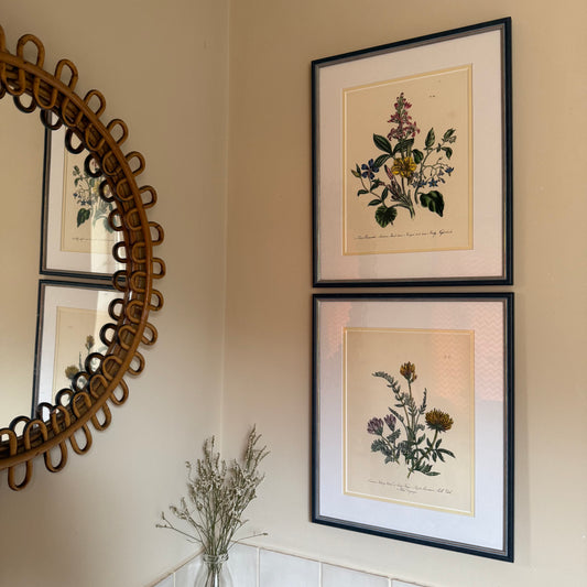 Pair of Wildflower Illustrations