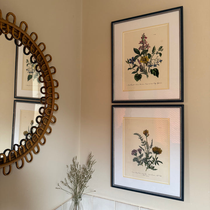 Pair of Wildflower Illustrations