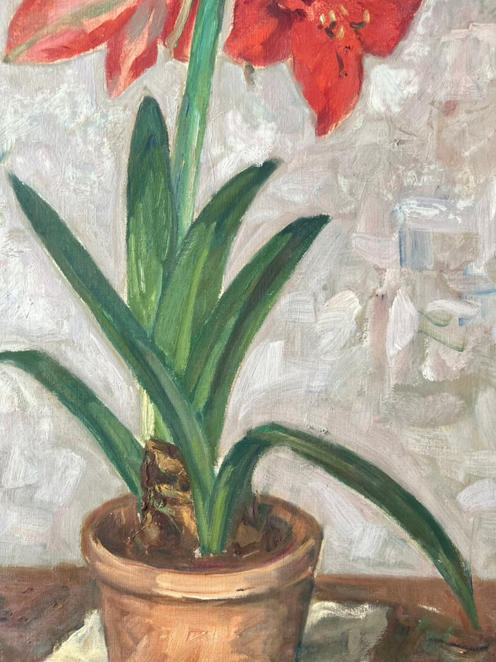 Amaryllis