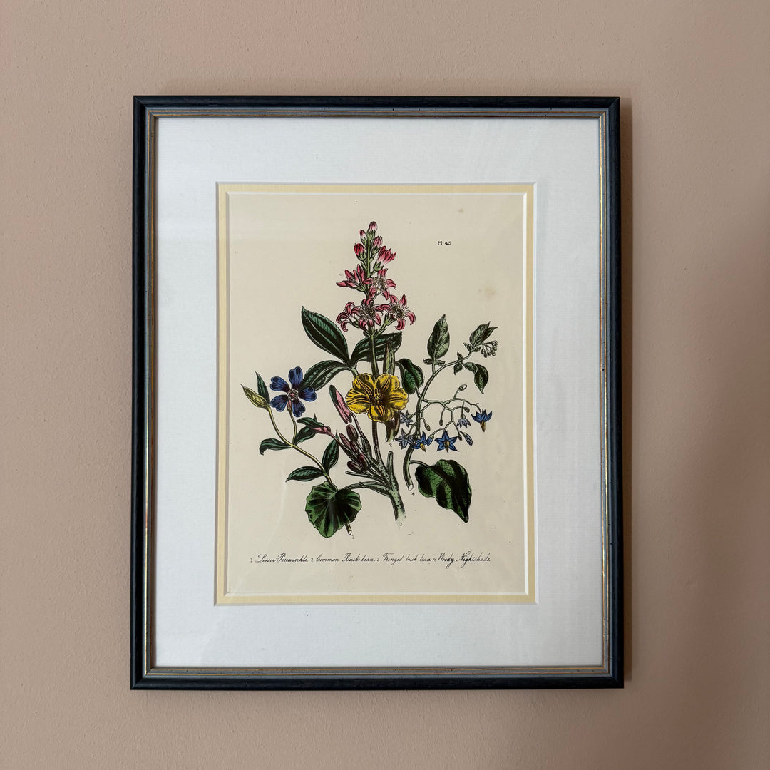 Pair of Wildflower Illustrations