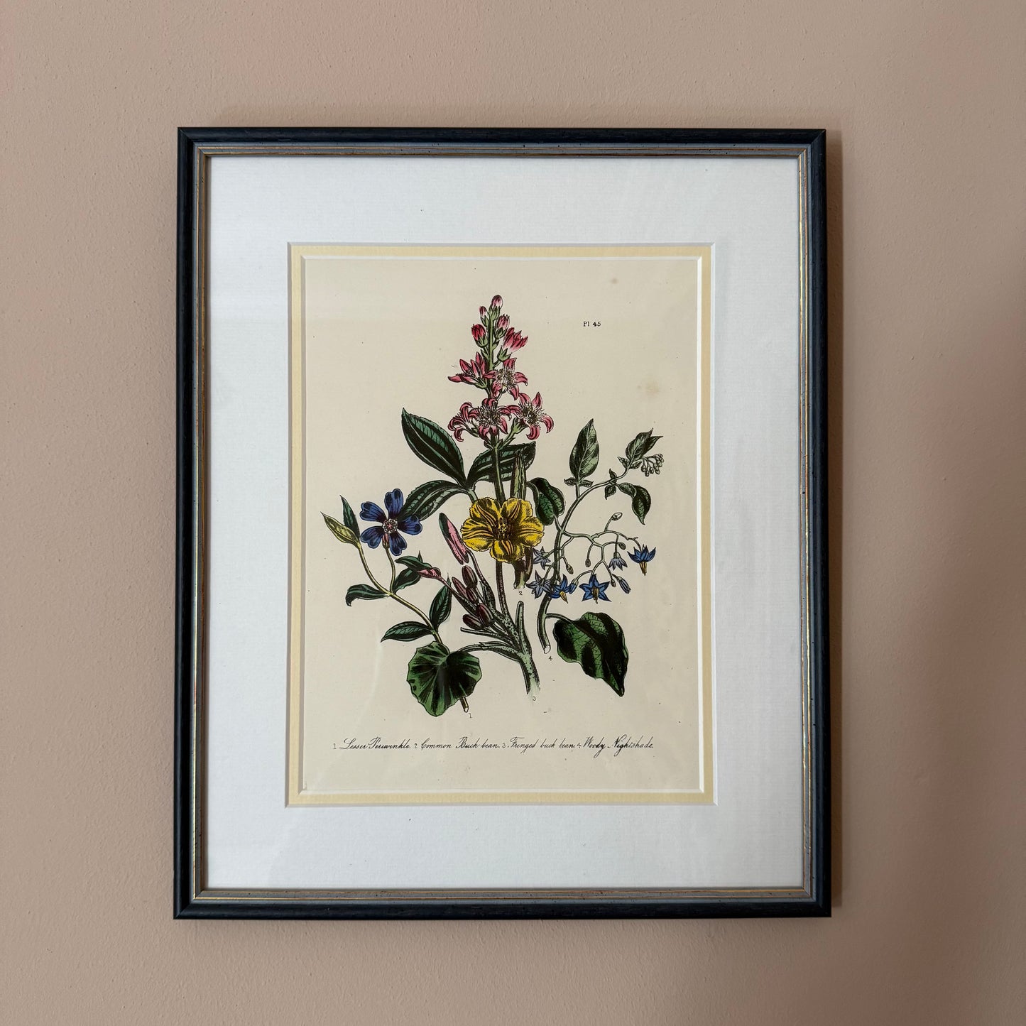 Pair of Wildflower Illustrations