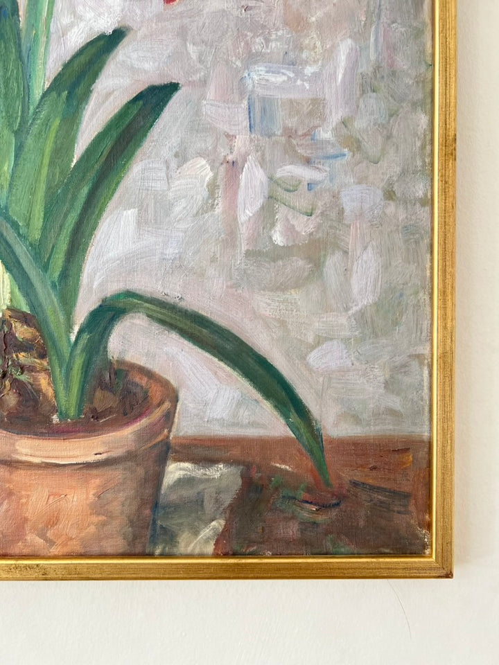 Amaryllis