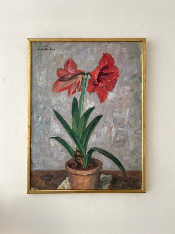 Amaryllis