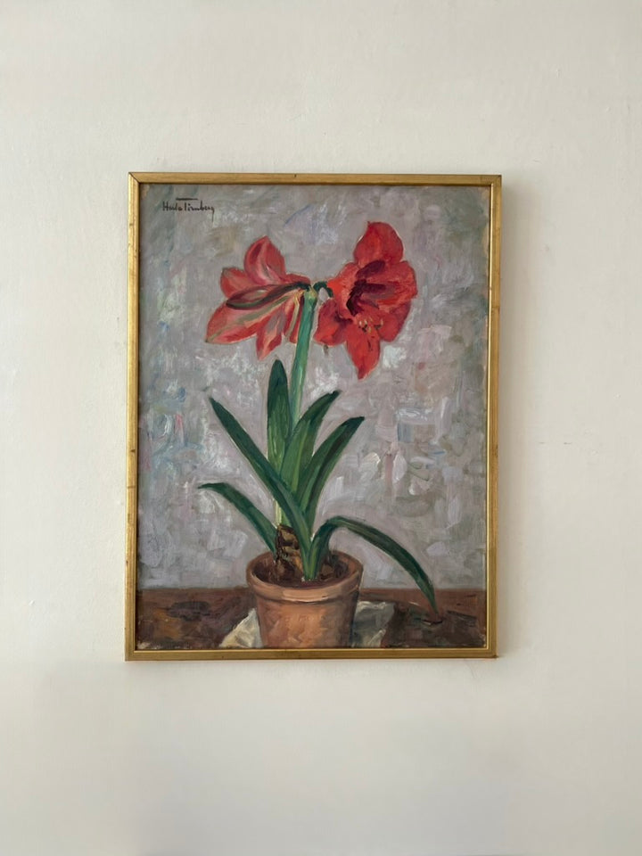 Amaryllis