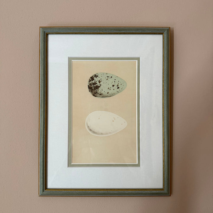 Bird Egg Engravings (set of four)