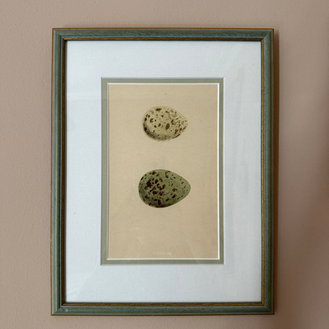 Bird Egg Engravings (set of four)