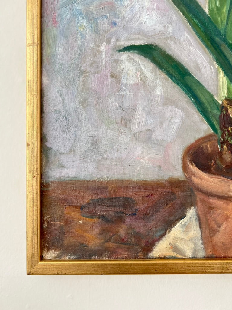 Amaryllis