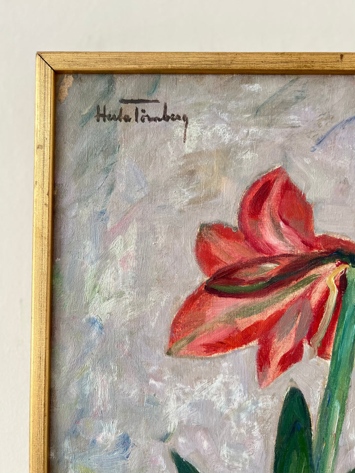Amaryllis